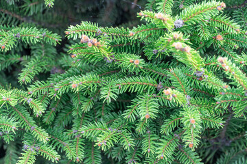 Close-up green spruce shoots in the forest. Sprout of branch coniferous tree in springtime. Young fresh spruce twig and needles. Photo wallpapers in green colors.