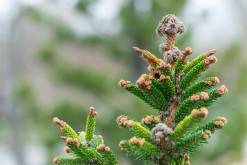 Close-up green spruce shoots in the forest. Sprout of branch coniferous tree in springtime. Young fresh spruce twig and needles. Photo wallpapers in green colors.