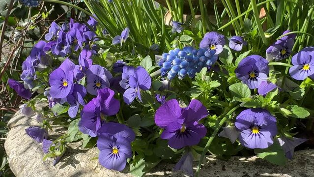 Pansies purple flowers and blue muscari.