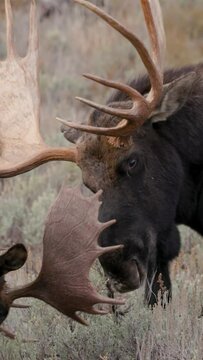 bull moose fighting