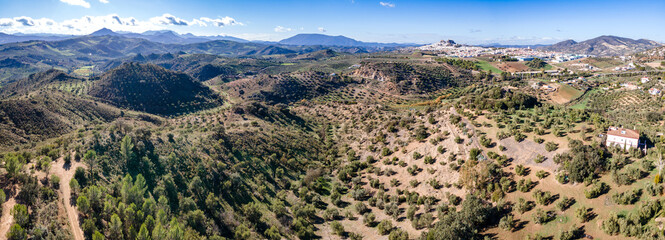 Aerial view of Olive trees plantation near La Olvera village, Andalusia