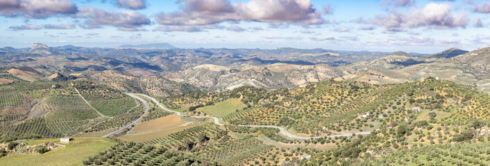 view of Olive trees plantation near La Olvera village, Andalusia