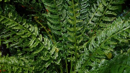 Dew-kissed fern leaves glistening close-up, intricate patterns and textures of nature in early...