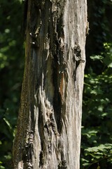 Obraz premium Baumstamm mit Pilzbesatz