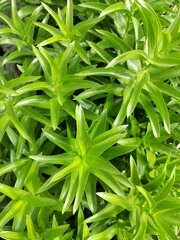 green grass background