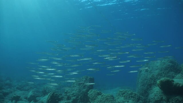 underwater fish scenery from mediterranean  barracuda ocean scenery underwater landscape