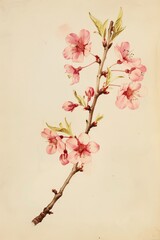 An antique natural science print with a cherry blossom branch. 