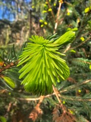 green pine tree
