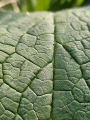 green leaf background