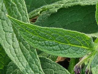 close up of a leaf