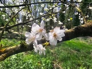tree blossom