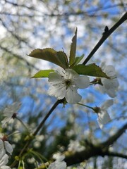 blossoming tree in spring