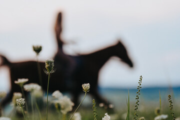Picture of flowers during sunset with horse rider in background, blurry