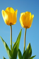 Obraz premium Two graceful tulips with gradient yellow hues,
