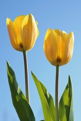 Obraz premium Two graceful tulips with gradient yellow hues,