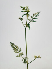 Knotted hedge parsley (torilis nodosa) plant isolated on white.