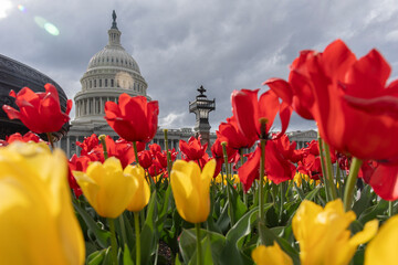 Capital hill of America and tulips - 779099552