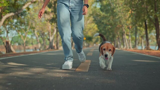 Happy beagle dog walking with female owner at park in morning, Friendship between human and their pet