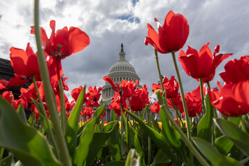 Capital hill of America and tulips - 779099981
