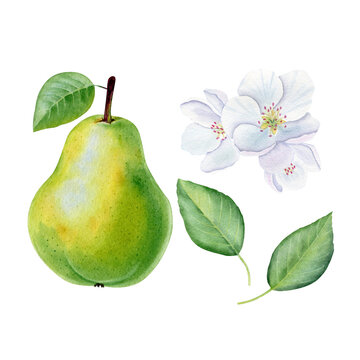 Botanical watercolor. Pear fruit, flowers and leaves.
