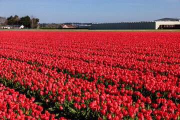 Fototapeta premium Fields of blooming tulips near Lisse in the Netherlands