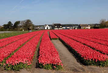 Fields of blooming tulips near Lisse in the Netherlands - obrazy, fototapety, plakaty