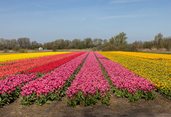 Fields of blooming tulips near Lisse in the Netherlands - obrazy, fototapety, plakaty