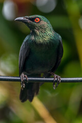 The Asian glossy starling (Aplonis panayensis) is a species of starling in the family Sturnidae. It...
