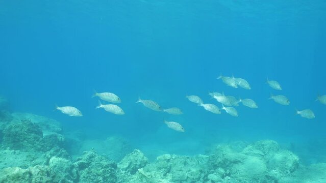 sand steenbras eating underwater mormyrus swim