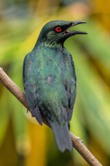 The Asian glossy starling (Aplonis panayensis) is a species of starling in the family Sturnidae. It is found in Bangladesh, Brunei, India, Indonesia