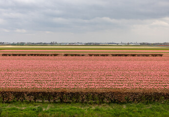 Fields of blooming hyacints near Lisse in the Netherlands