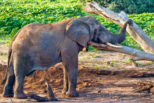 An adult elephant rubbing its trunk against a tree branch. Taken in Samburu, Kenya