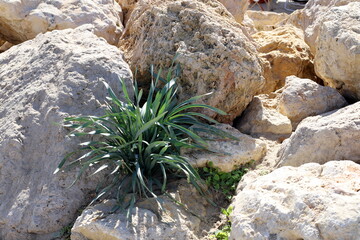 Green plants and flowers grow on the stones.