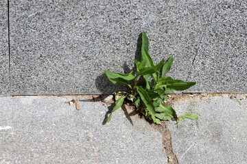 Green plants and flowers grow on the stones.