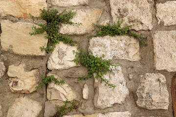 Green plants and flowers grow on the stones.