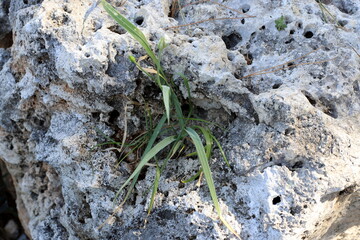 Green plants and flowers grow on the stones.