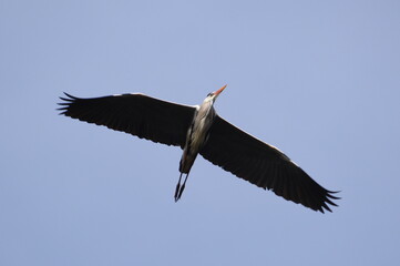 Ardea cinerea aka grey heron. Huge bird is flying above pond in Czech republic.