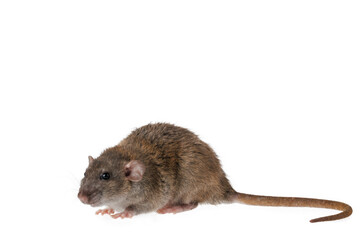 Full length portrait of a rat. Mouse isolated on white background for lettering and header