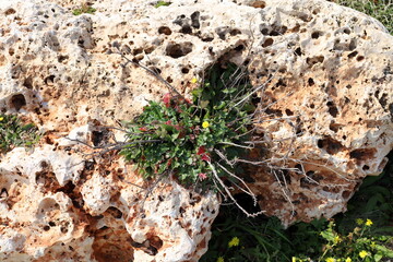 Green plants and flowers grow on the stones.