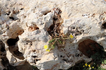 Green plants and flowers grow on the stones.