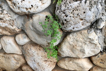 Green plants and flowers grow on the stones.
