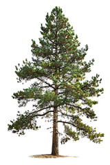 Big tree to decorate your project on transparent background PNG, easy to use.