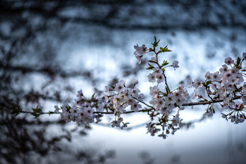 It is a picture of cherry blossom in Spring.