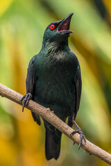 The Asian glossy starling (Aplonis panayensis) is a species of starling in the family Sturnidae. It is found in Bangladesh, Brunei, India, Indonesia