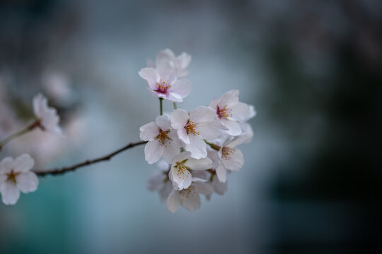 It is a picture of cherry blossom in Spring.
