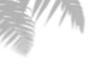 Realistic palm leaf shadow overlay effect isolated on transparent background. Tropical plant leaves blur shadows on a white wall. .White and Black for overlaying a photo or mockup