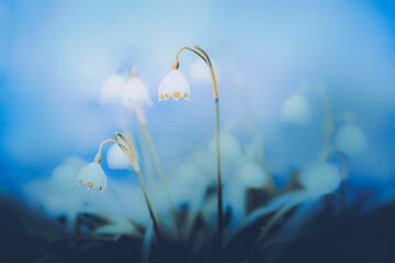 White snowdrop flowers bloom on slender stems with delicate green leaves in the early spring.