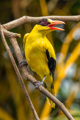 The black-naped oriole is medium-sized and overall golden with a strong pinkish bill and a broad black mask and nape