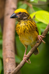The streaked weaver (Ploceus manyar) is a species of weaver bird found in South Asia and South-east Asia