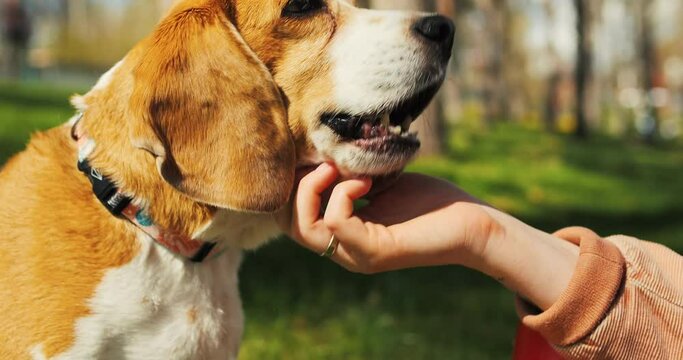 Smiling girl feeds beagle dog from hands in the park. Female owner trains dog outside